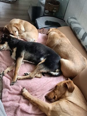 Bess_Gruppenkuscheln-1-r36io27rqs6mx90a7z7hpst35b654hylydai3kkgww