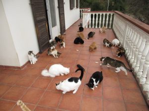 Catsterasse-300x225