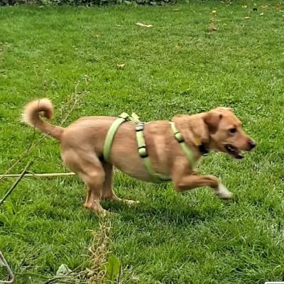 Nala1-qv5rjbz3obilbg4gvm9ogkv3mszkw9yqg8p9lx97kw