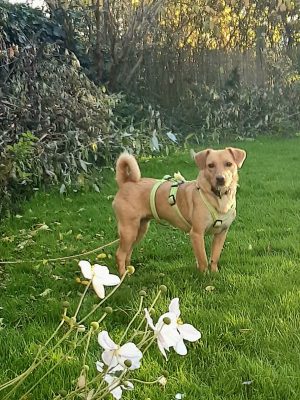 Nala_Garten-r36jezbdgz19f7wm143umi9blkhkkftvblw3vunkps