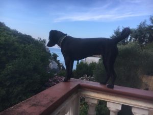 dog3-300x225