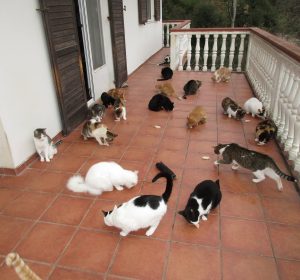 Catsterasse-onve9r3mmohzsic60tjtucq8dgjxxrb0gwht17hnu8