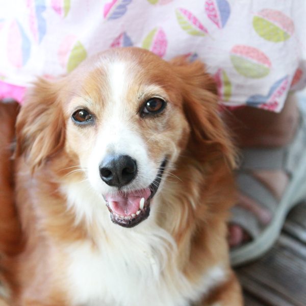 Cookie_1387-600x600
