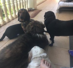 Dogs-onvedje85nokjyu6wygqdwc2ibw5xvc3bn37mbvks0