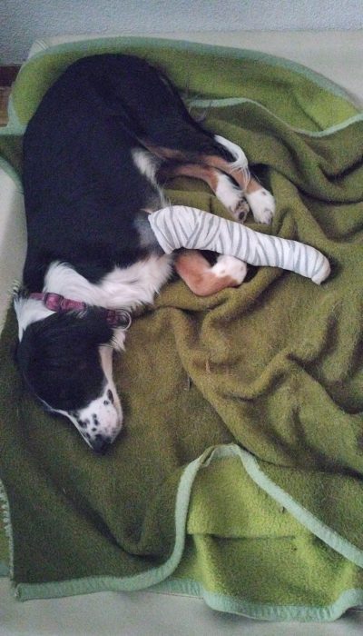 Oreo_neuer-Verband-qz1svx6jn1rd9jugzs6qodvwu06m1o0jltai83wac8