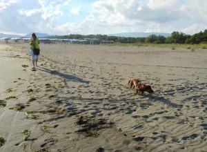 Strandspaziergang-onvdfmdvjv8rcjp7d5gvsoyamhzufii23ocs048zvc