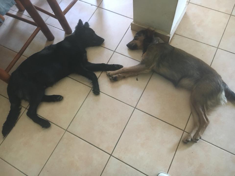 dog5