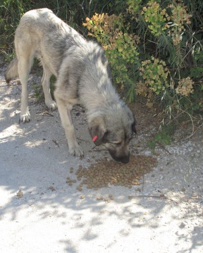 Futter_Strassentiere2-orcs0xojfiyox9zjwgjyzv7lsctzu7i6hczw0wko7c