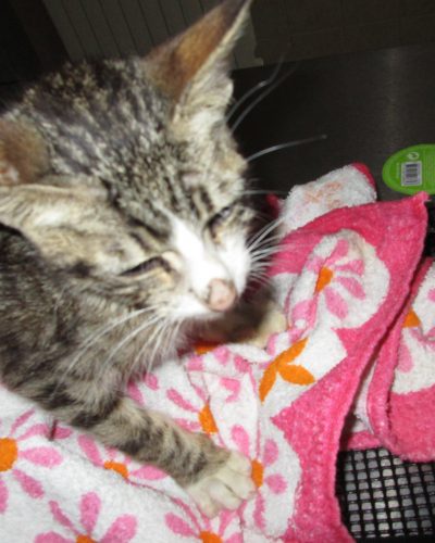 Kitty_hungry-ot63i08rzimwnaoff7rf0yjaqkmc3kbv75tcq0mdu0